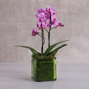 Purple Orchid Duo, Mini Elegance, Vase, Mini Phalaenopsis Orchid Plant,Buy Purple Orchid Duo Online